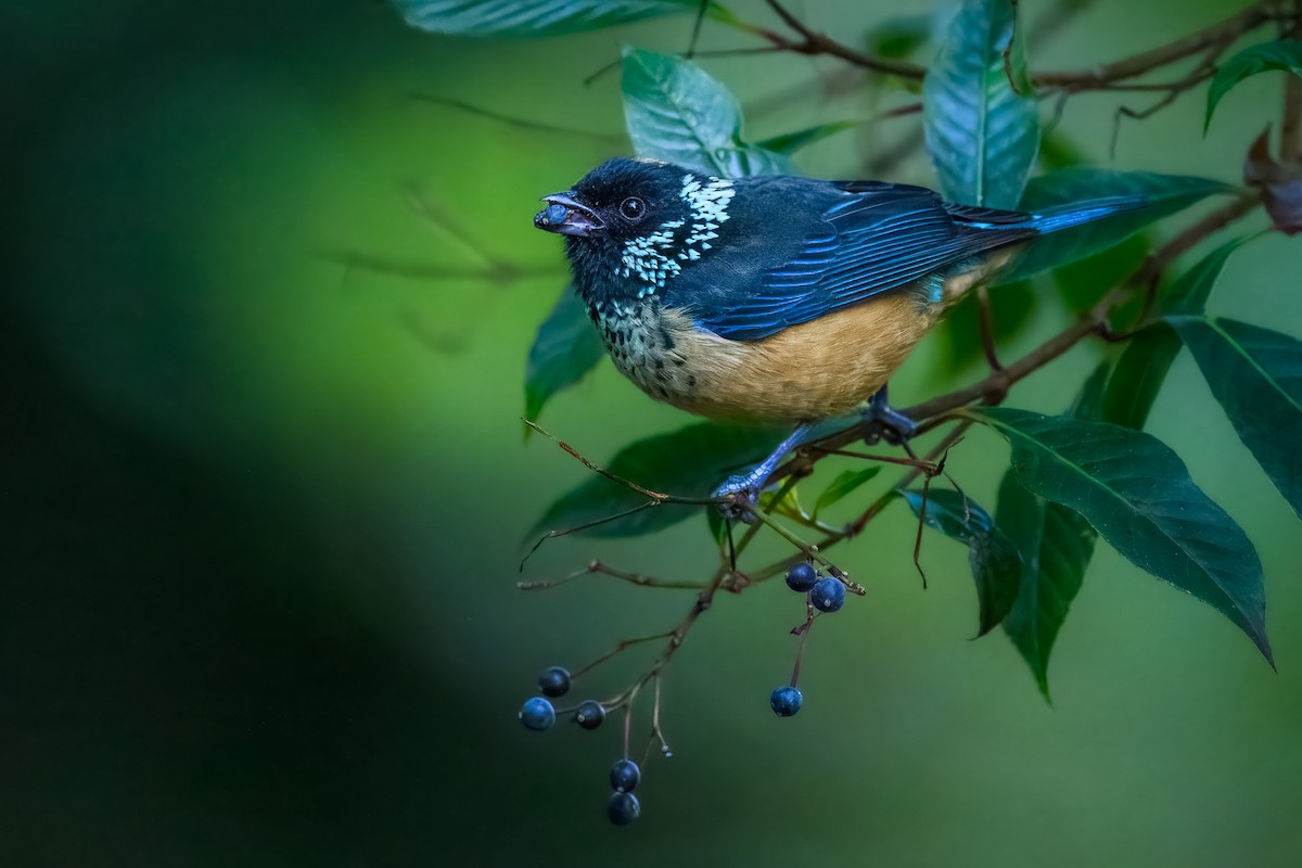 Spangle-cheeked Tanager - ML646350479