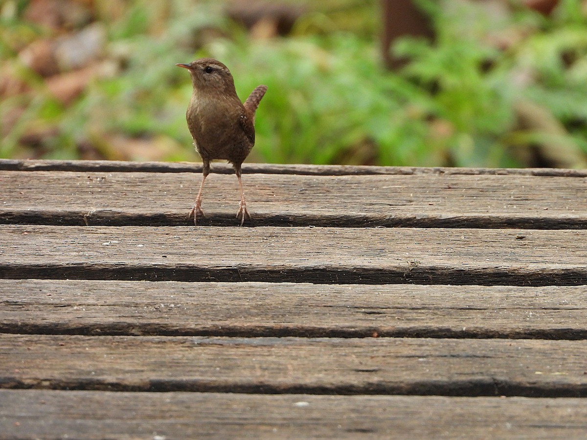 Eurasian Wren - ML646350480