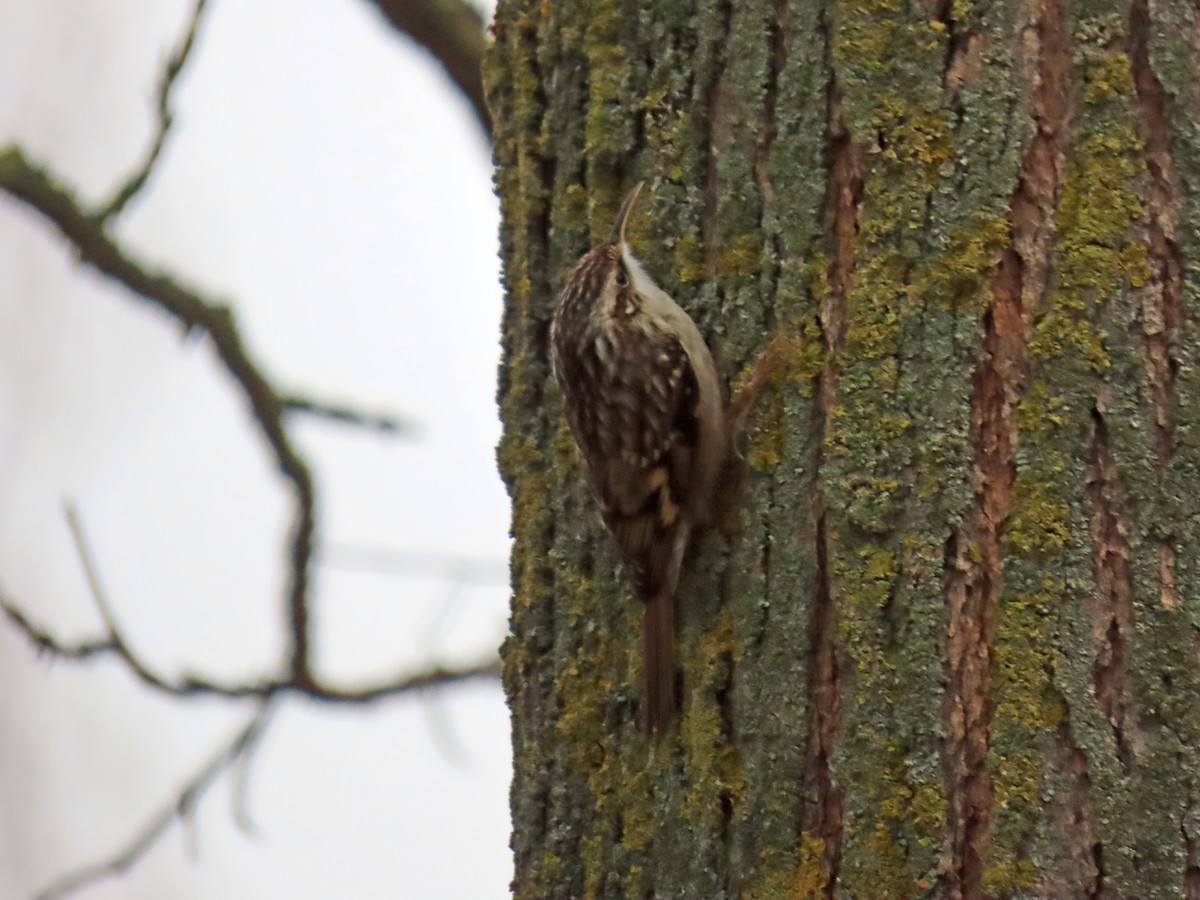 Short-toed Treecreeper - ML646350481