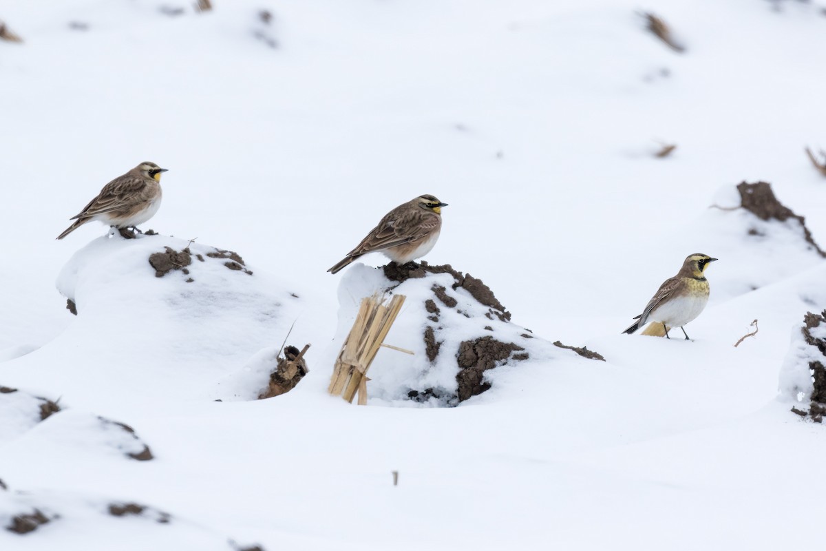 Allodola golagialla - ML646350482