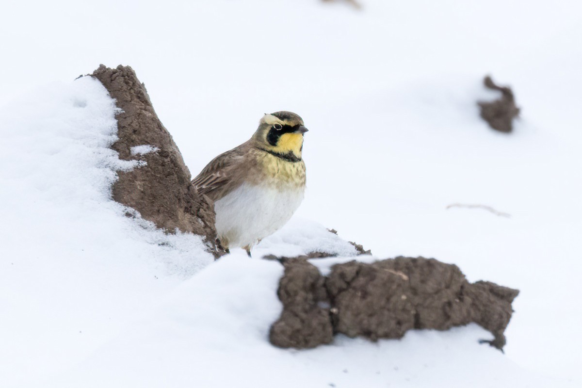 Allodola golagialla - ML646350483