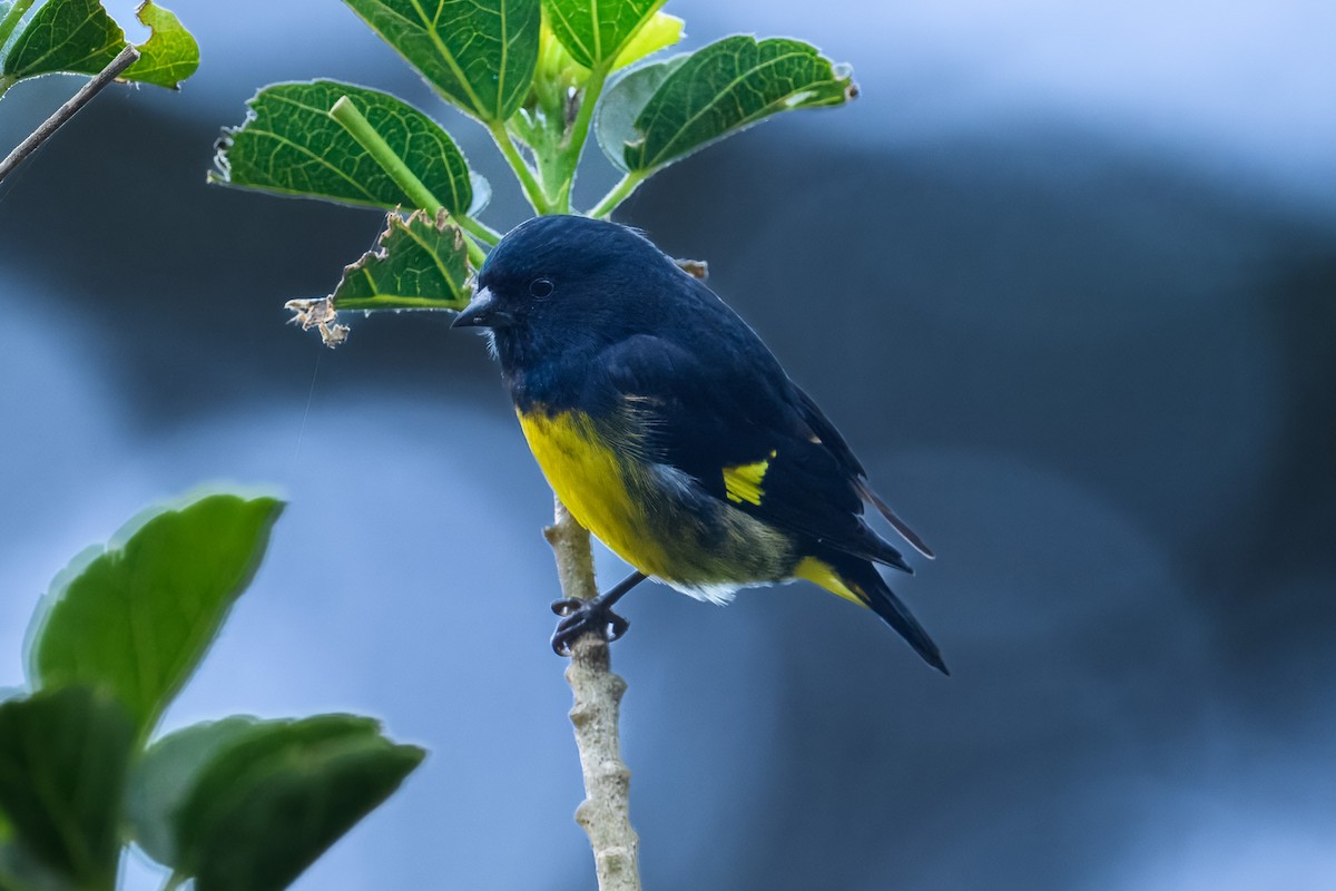 Yellow-bellied Siskin - ML646350486