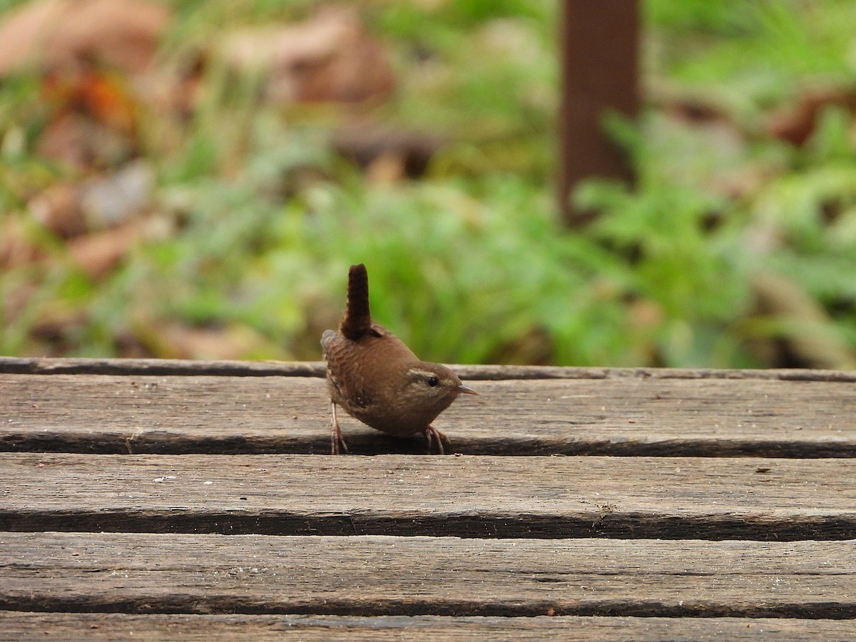 Eurasian Wren - ML646350491
