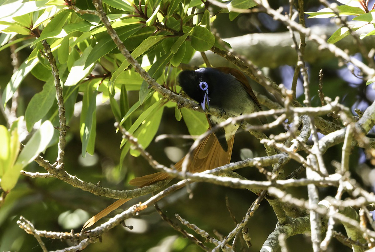 African Paradise-Flycatcher - ML646350493