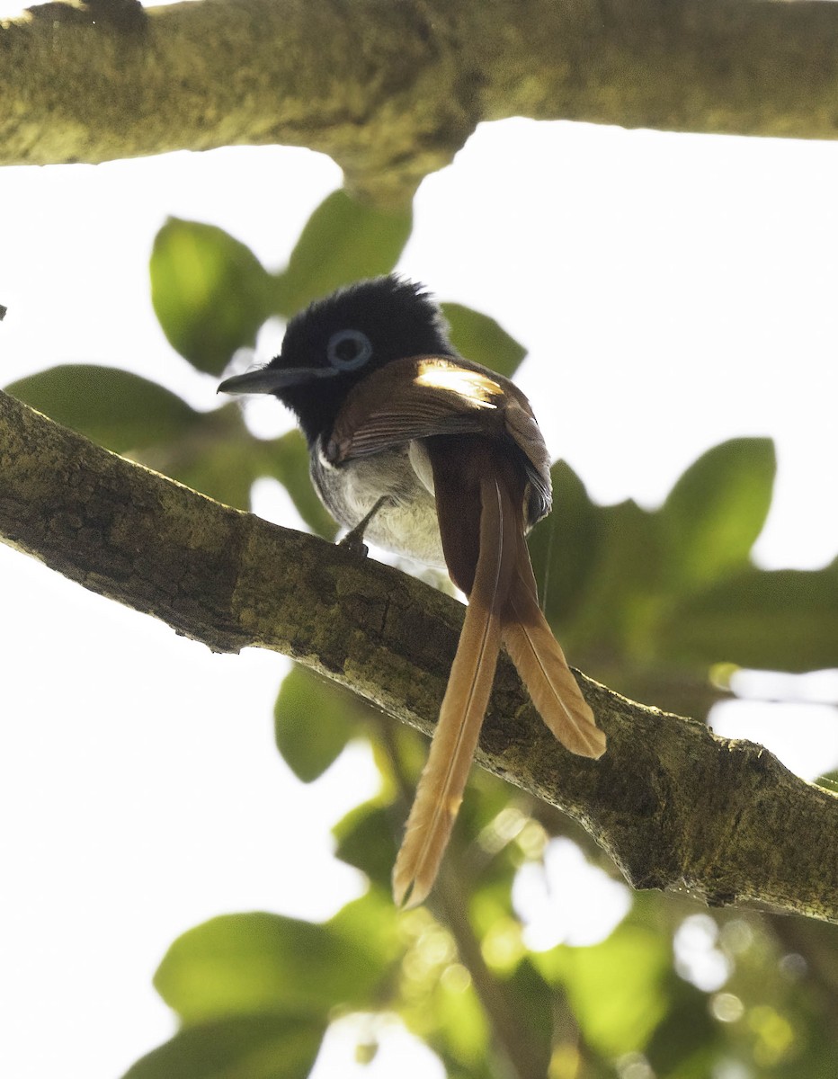 African Paradise-Flycatcher - ML646350494