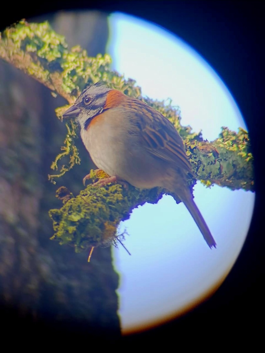 Rufous-collared Sparrow - ML646350497