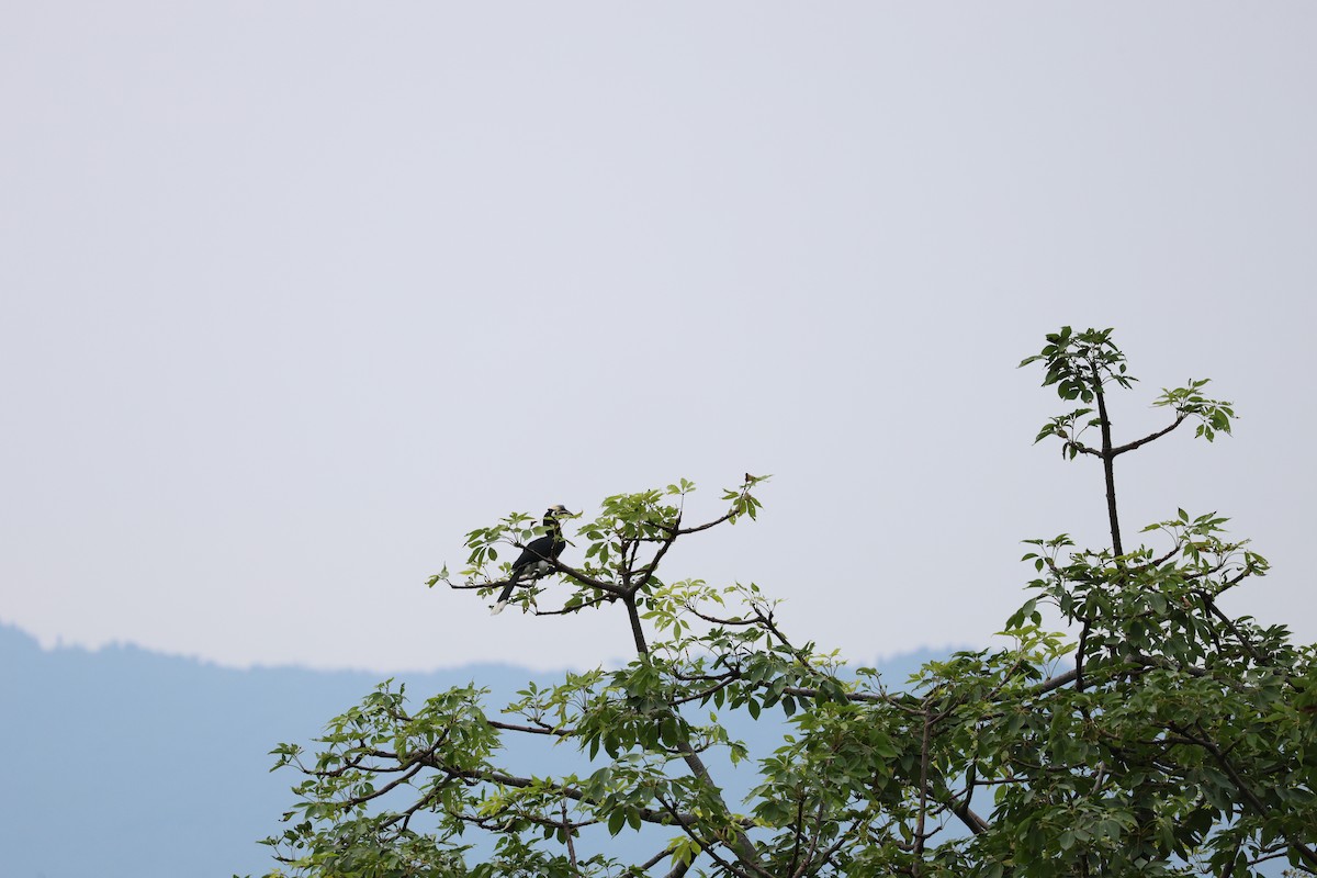 Oriental Pied-Hornbill - ML646350499