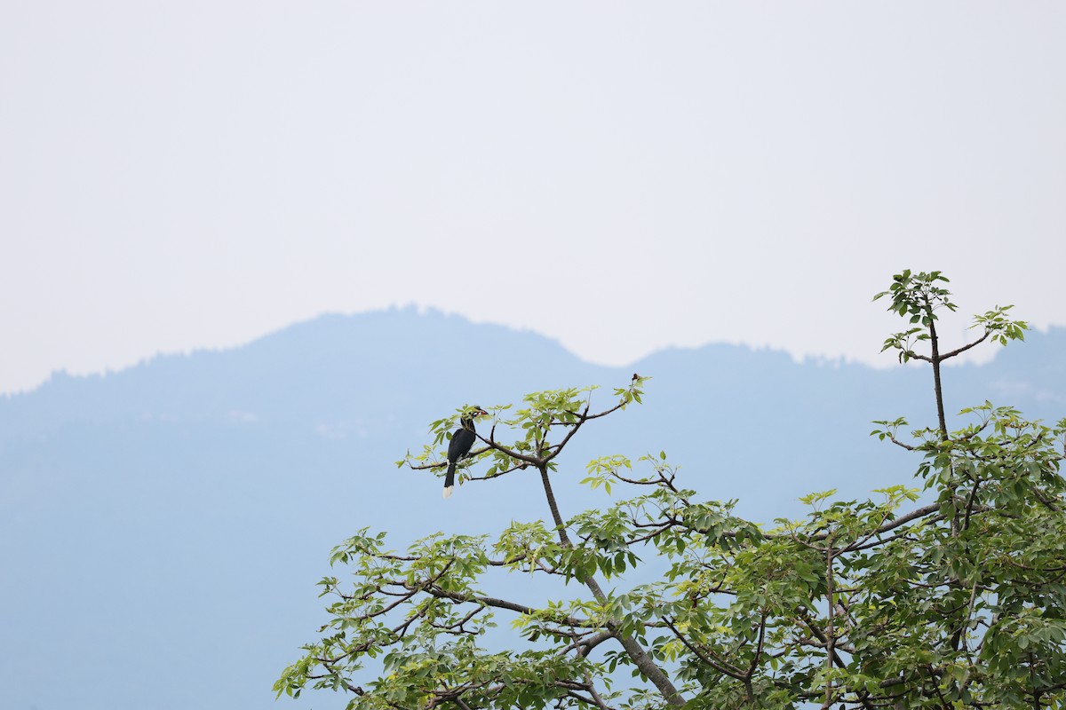 Oriental Pied-Hornbill - ML646350500