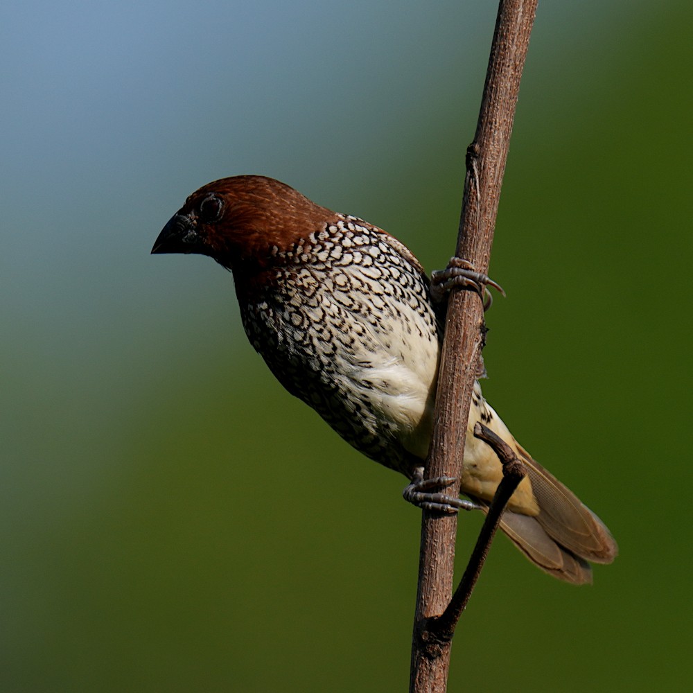 Scaly-breasted Munia - ML646350503