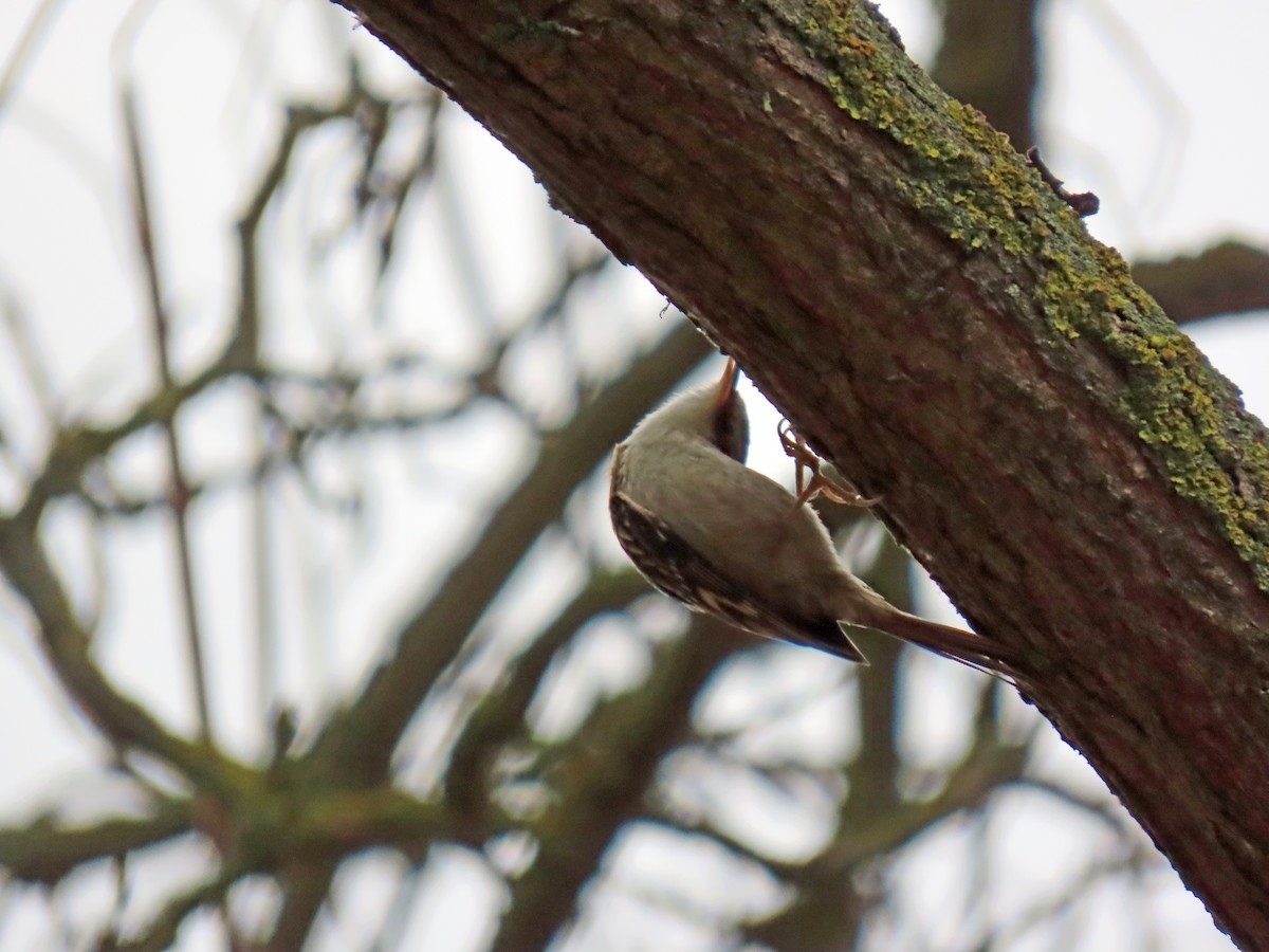 Short-toed Treecreeper - ML646350504