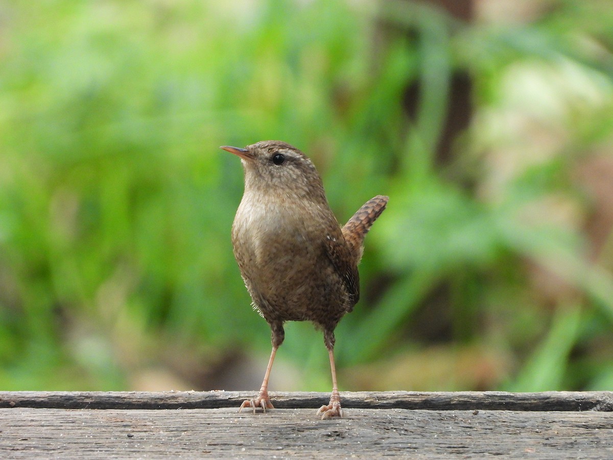 Troglodyte mignon - ML646350509
