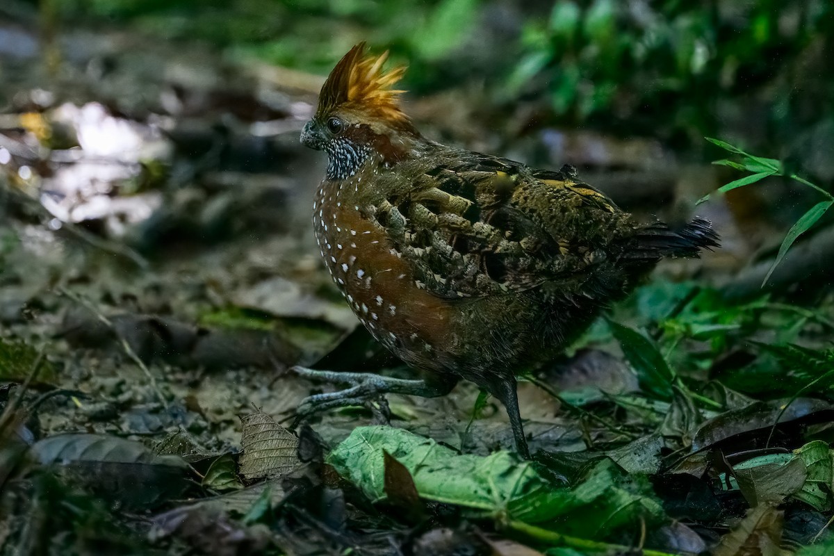 Corcovado Goteado - ML646350512