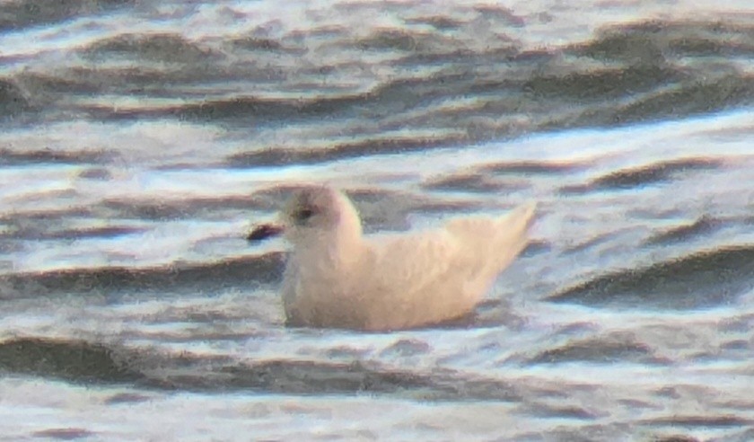 Iceland Gull - ML646350513
