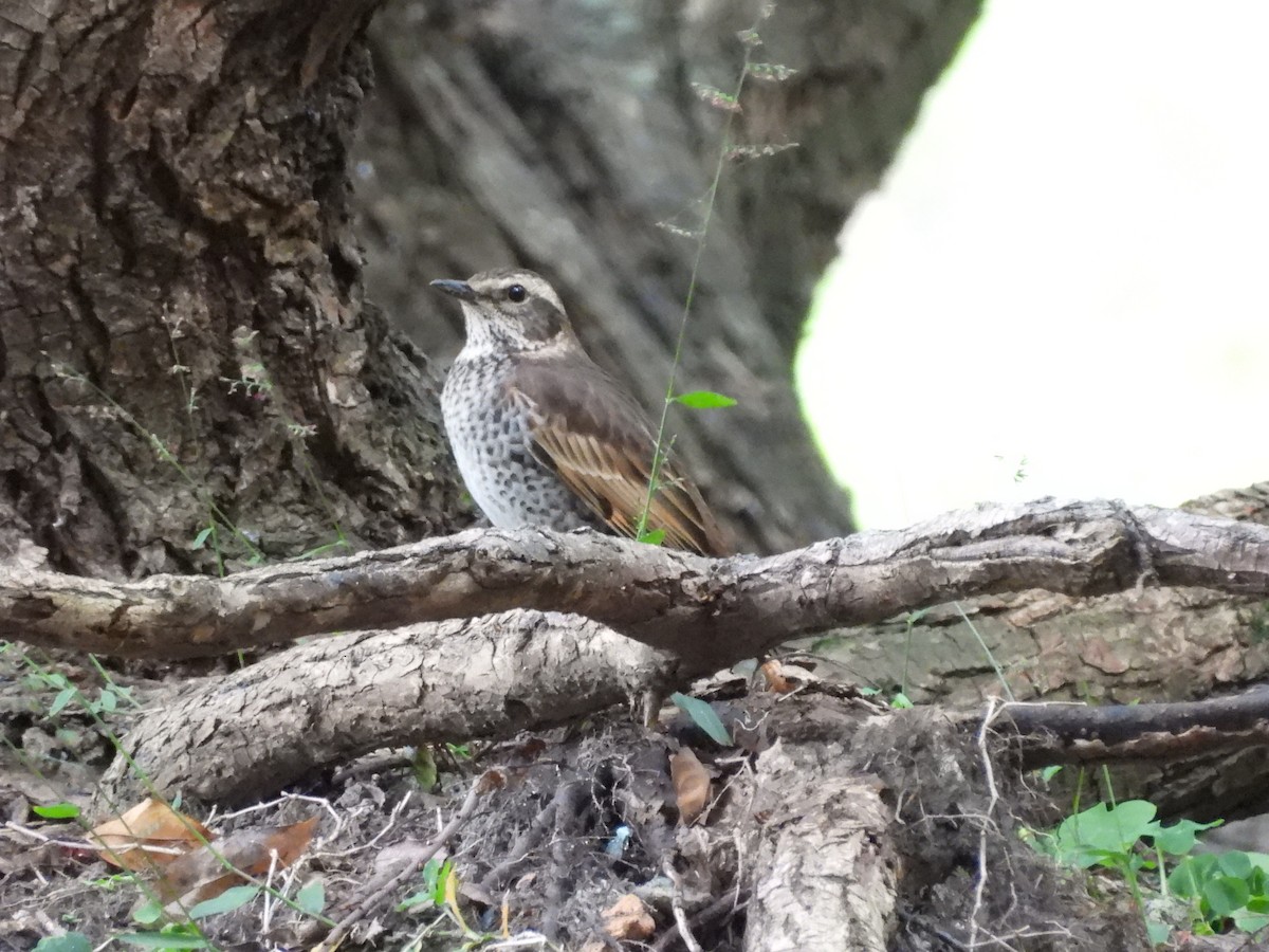 Grive à ailes rousses - ML646350514