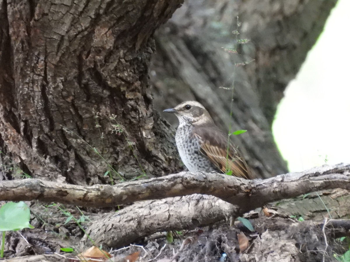 Grive à ailes rousses - ML646350515