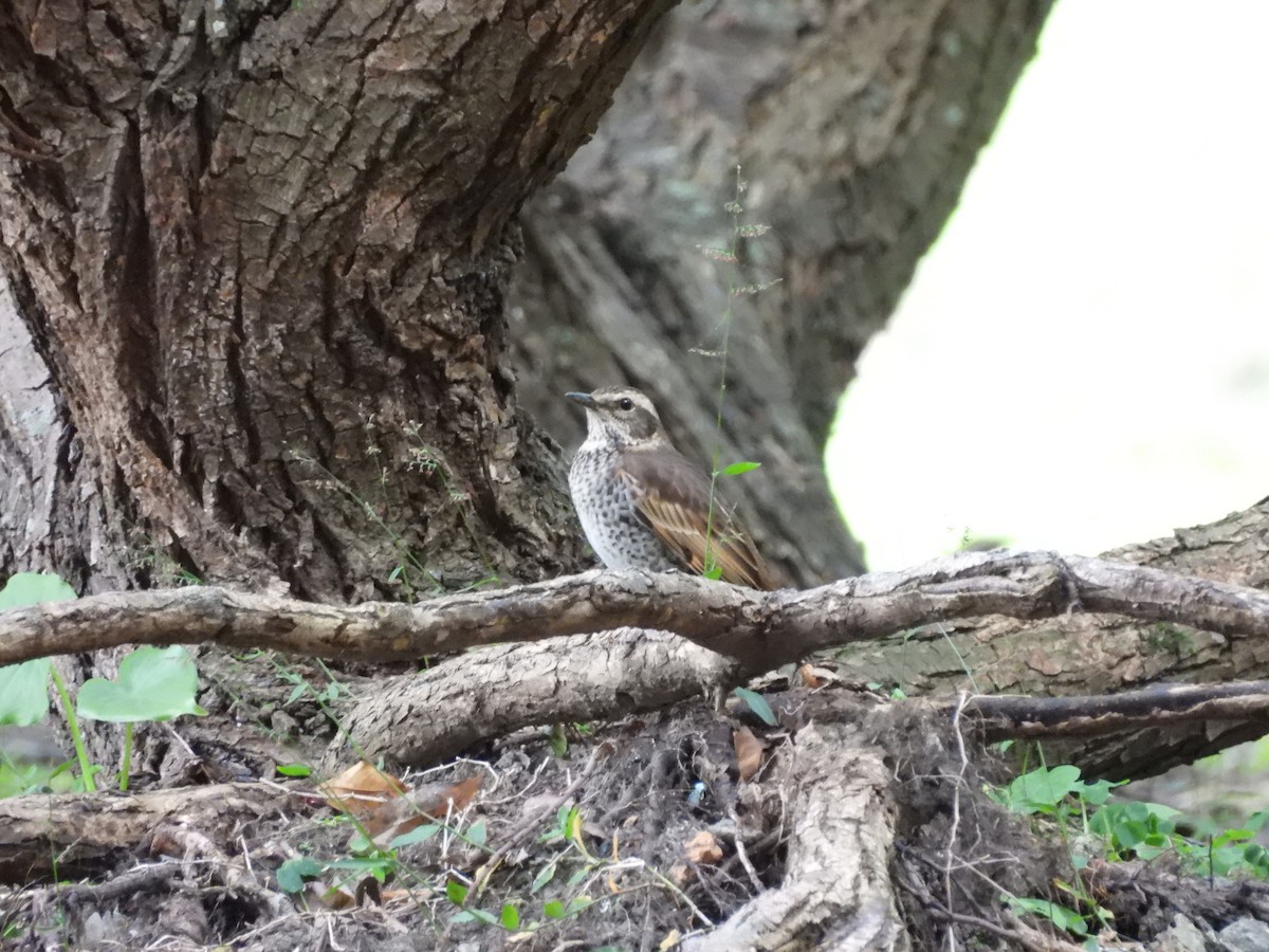 Grive à ailes rousses - ML646350516