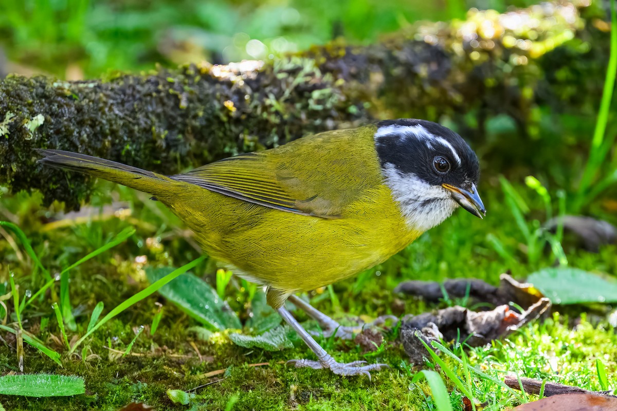 Chlorospin à sourcils brisés - ML646350517