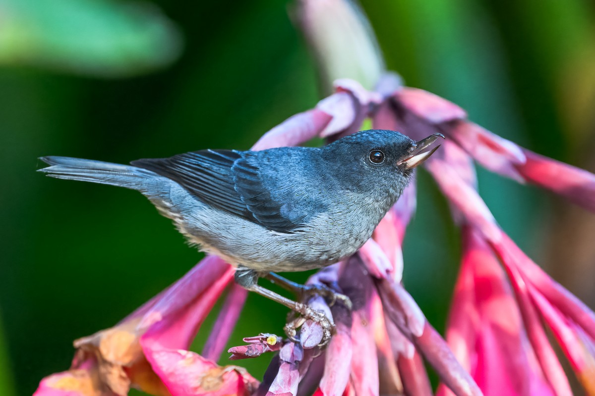 Percefleur ardoisé - ML646350518