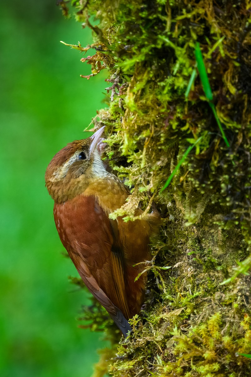 Anabasitte rousse - ML646350520