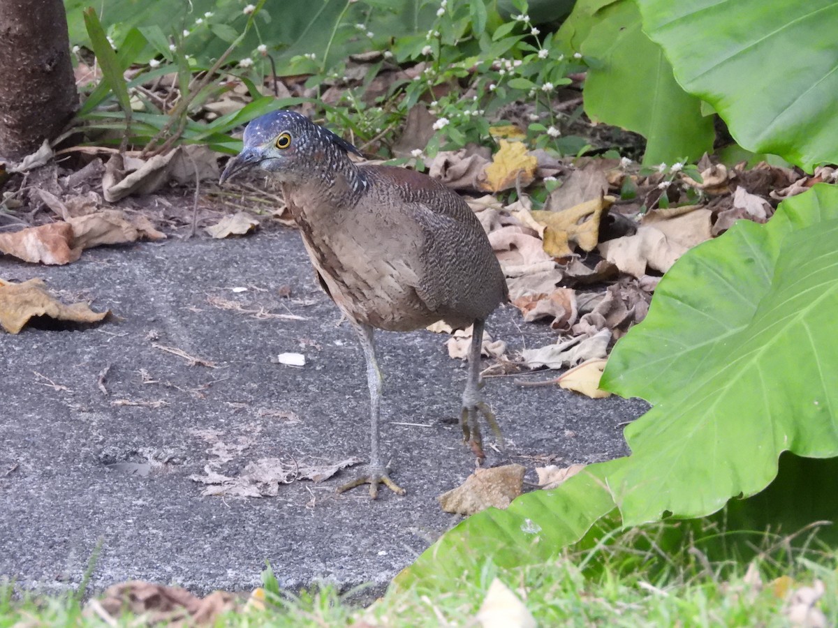 Bihoreau malais - ML646350521