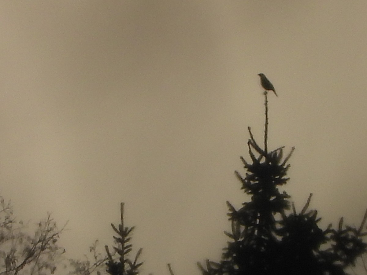 Geai des chênes - ML646350522