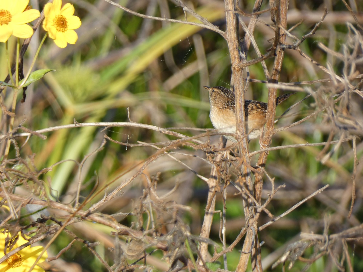 Cucarachero Culibarrado - ML646350523