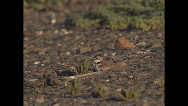 Pluvier d'Azara - ML646350524