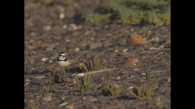 Pluvier d'Azara - ML646350525