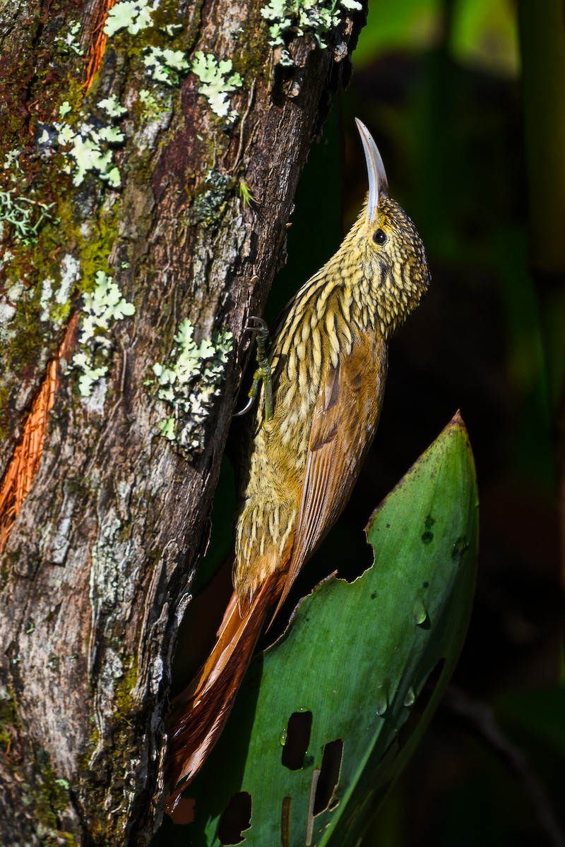 Grimpar moucheté - ML646350526