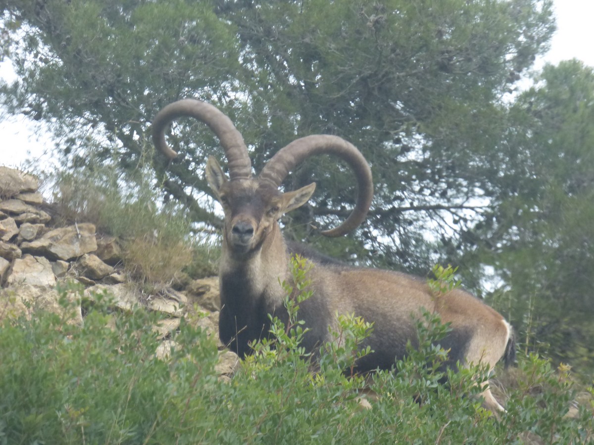 Iberian Ibex - ML646350527