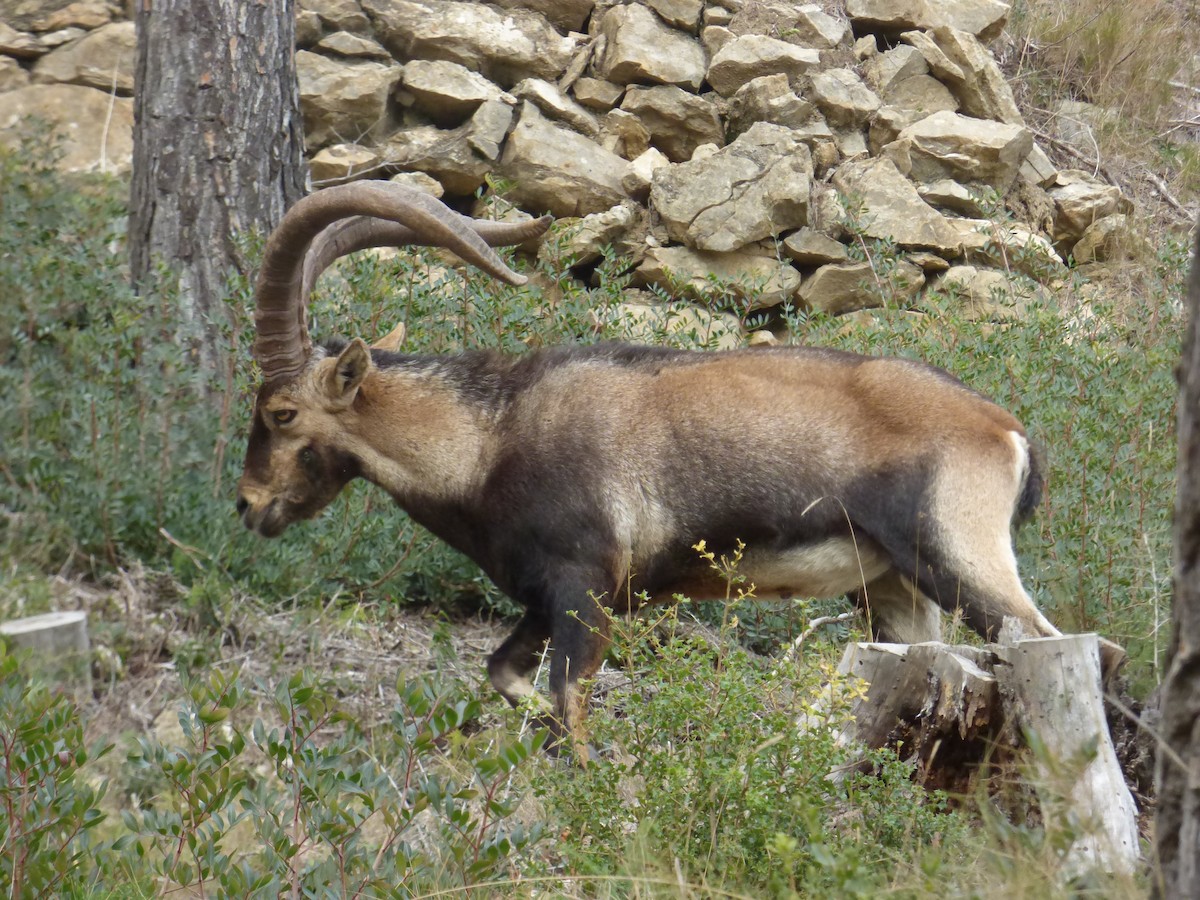 Iberian Ibex - ML646350528