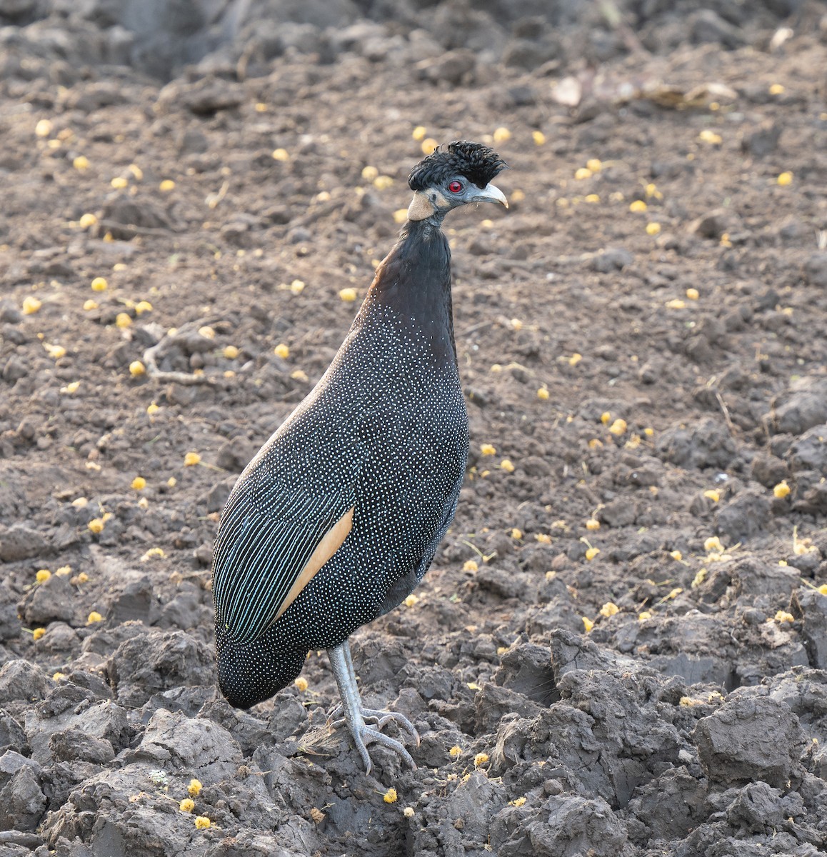 Pintade d'Édouard - ML646350529