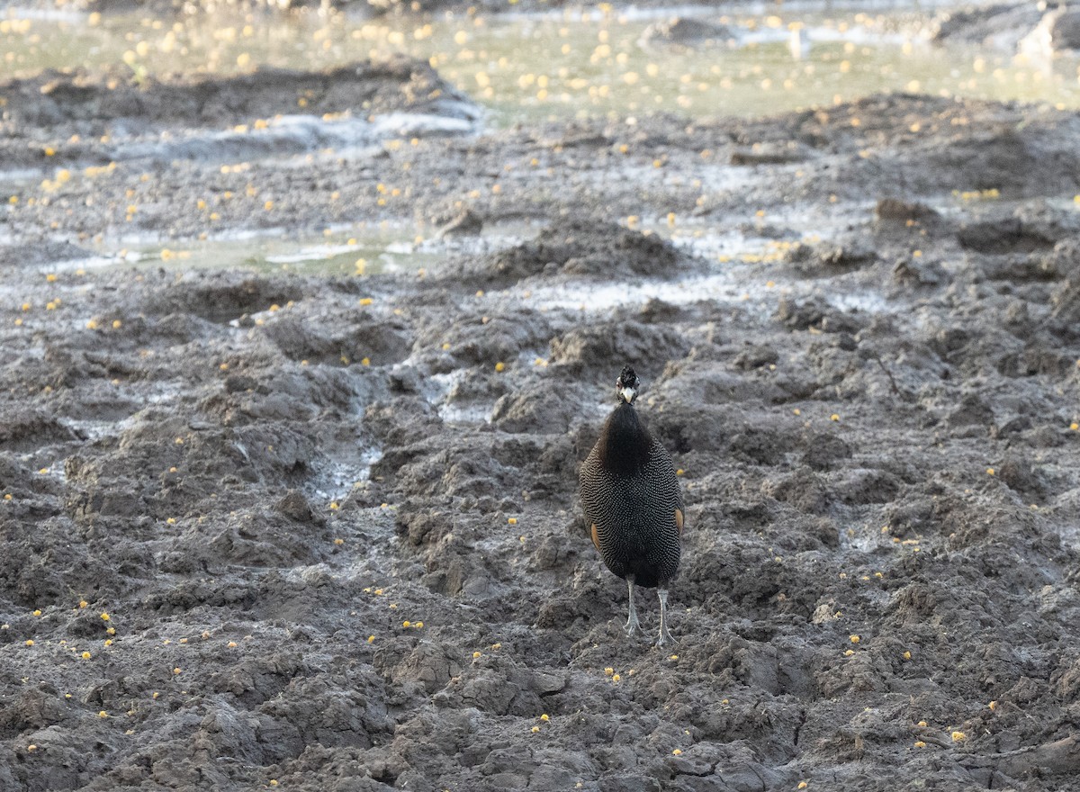 Pintade d'Édouard - ML646350530