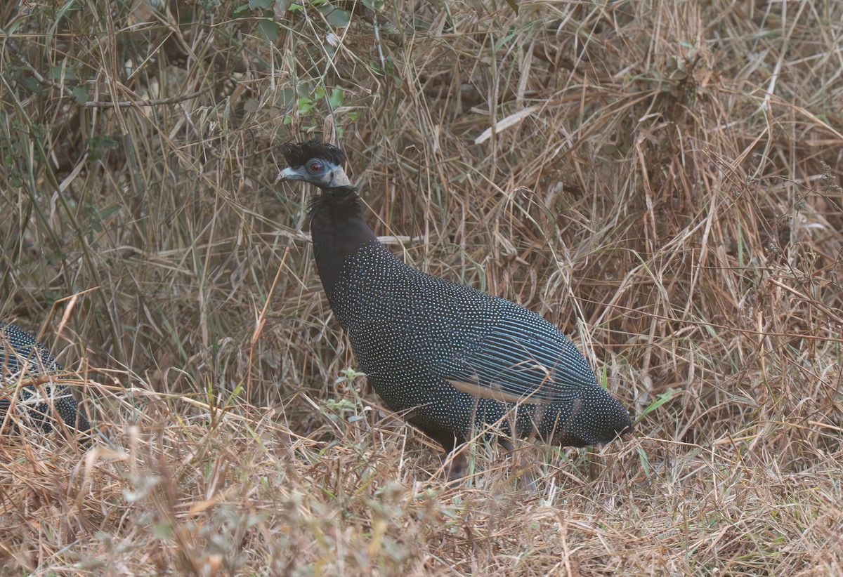 Pintade d'Édouard - ML646350531