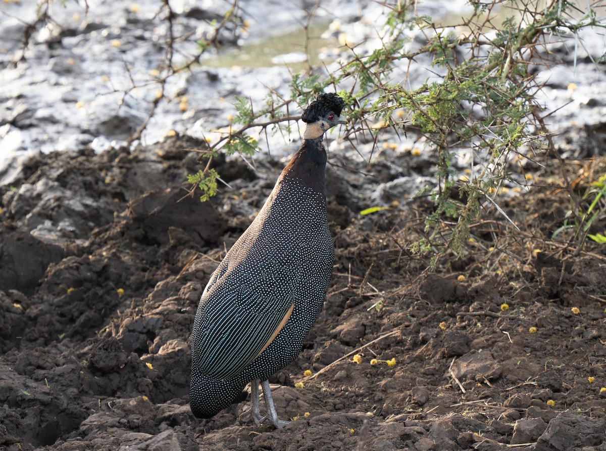 Pintade d'Édouard - ML646350532