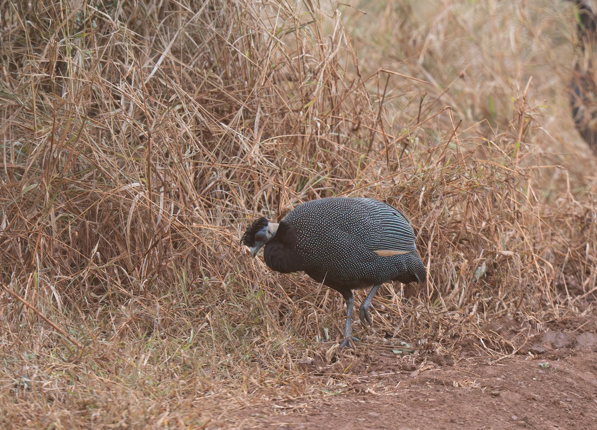 Pintade d'Édouard - ML646350533