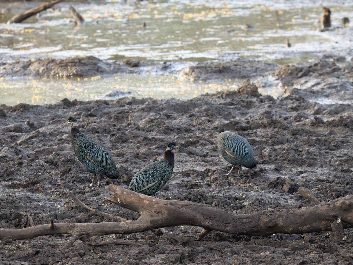 Pintade d'Édouard - ML646350534