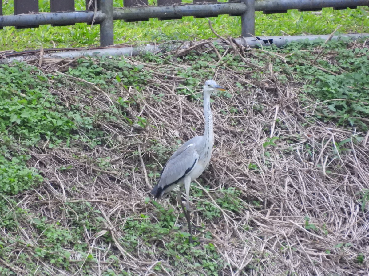 Héron cendré - ML646350536