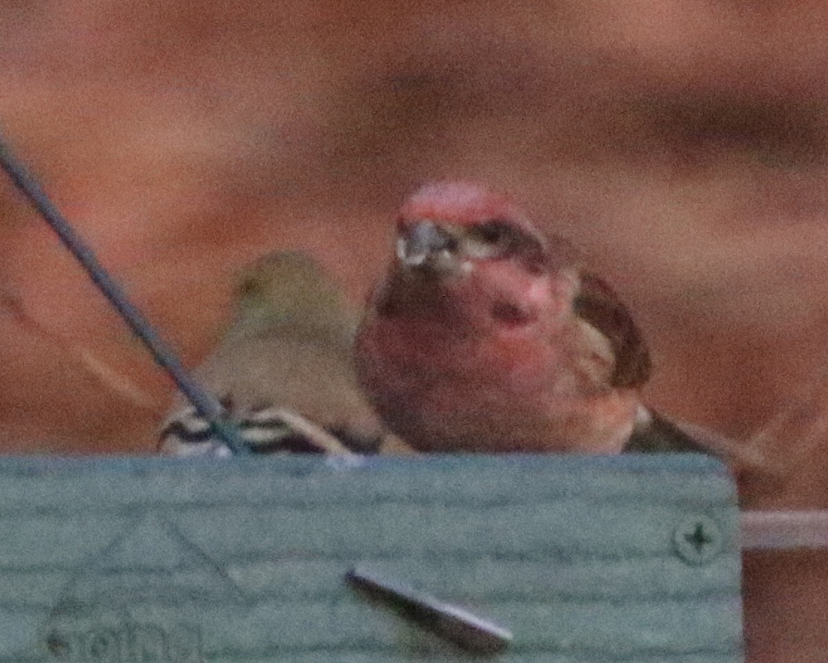 Roselin pourpré - ML646350537