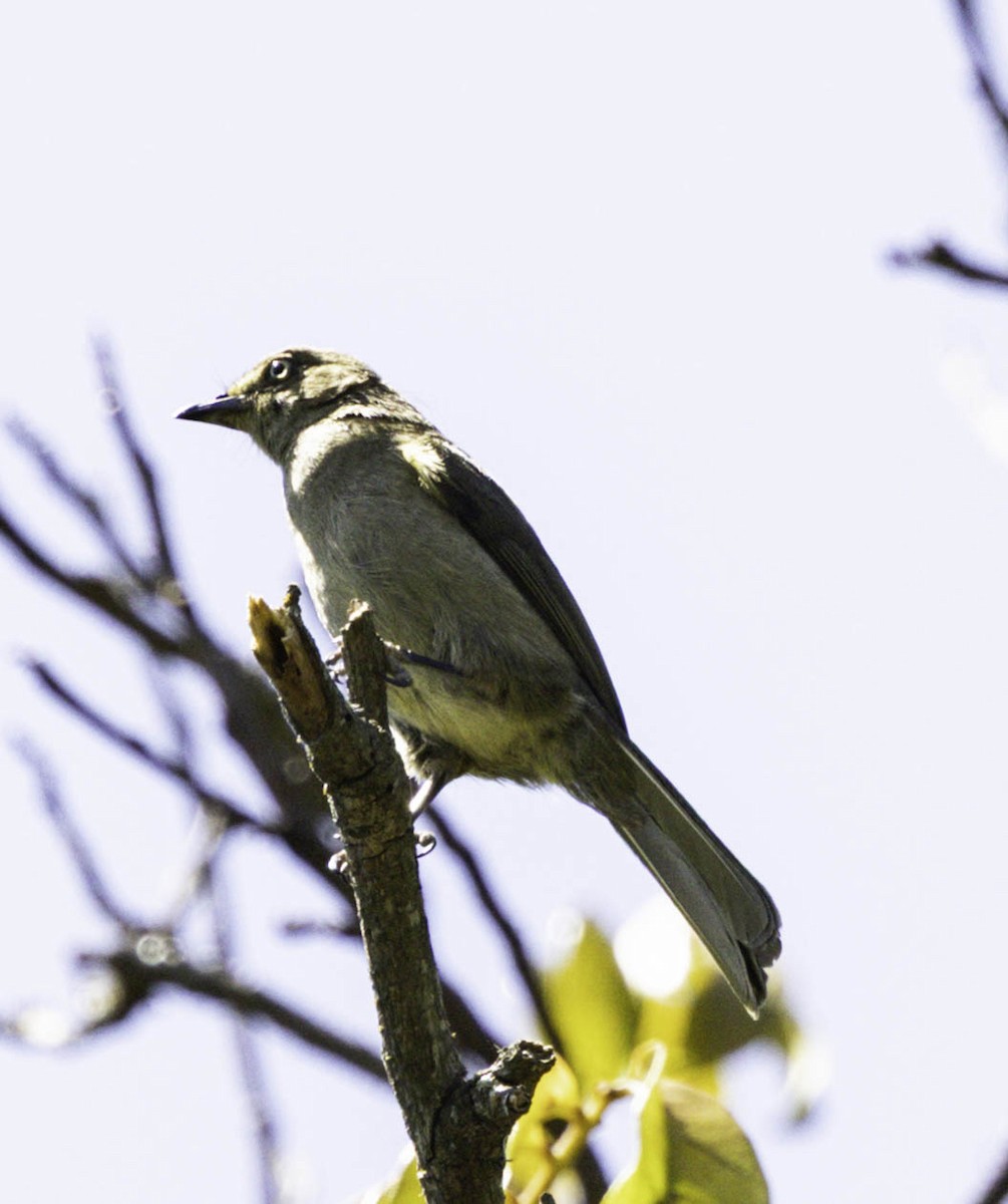 Bulbul importun - ML646350538