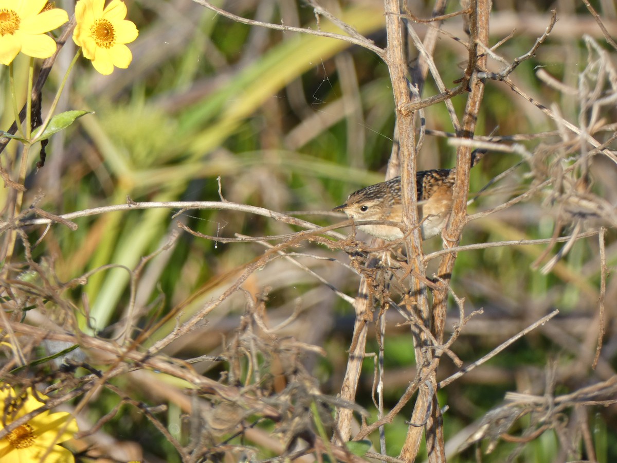 Cucarachero Culibarrado - ML646350539