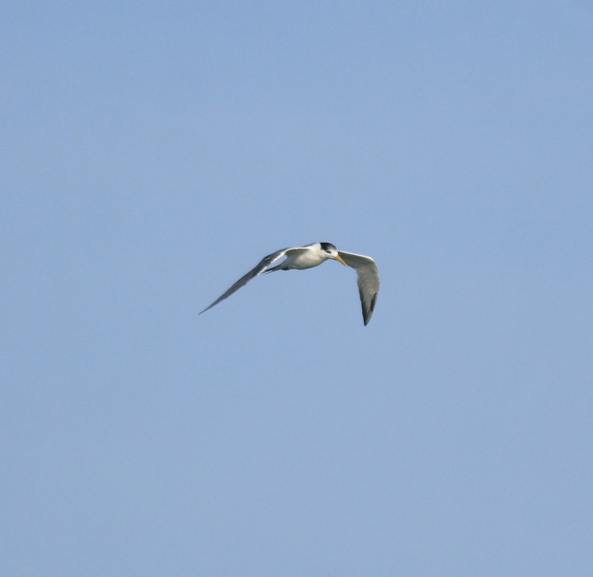 Sterne huppée - ML646350541