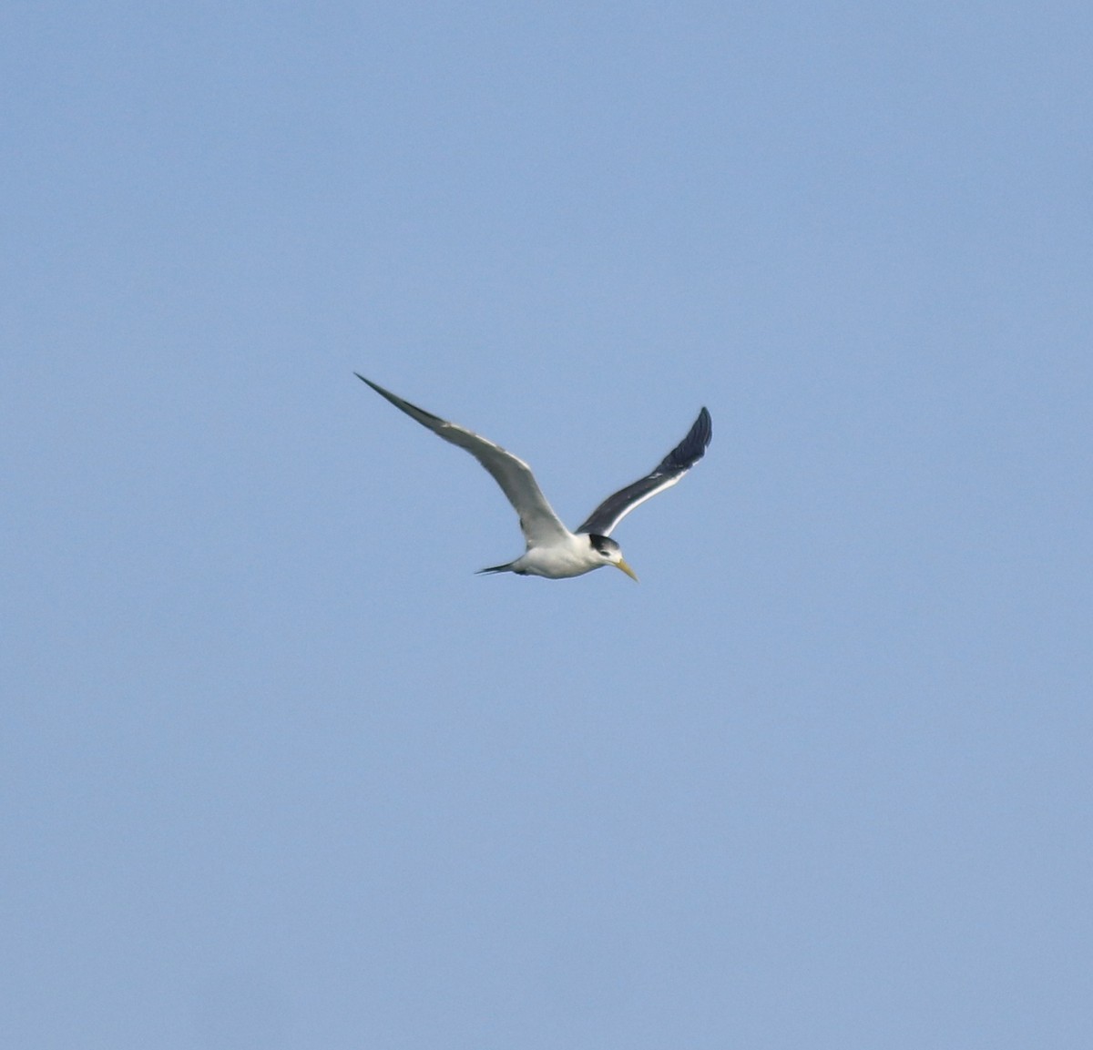 Sterne huppée - ML646350544