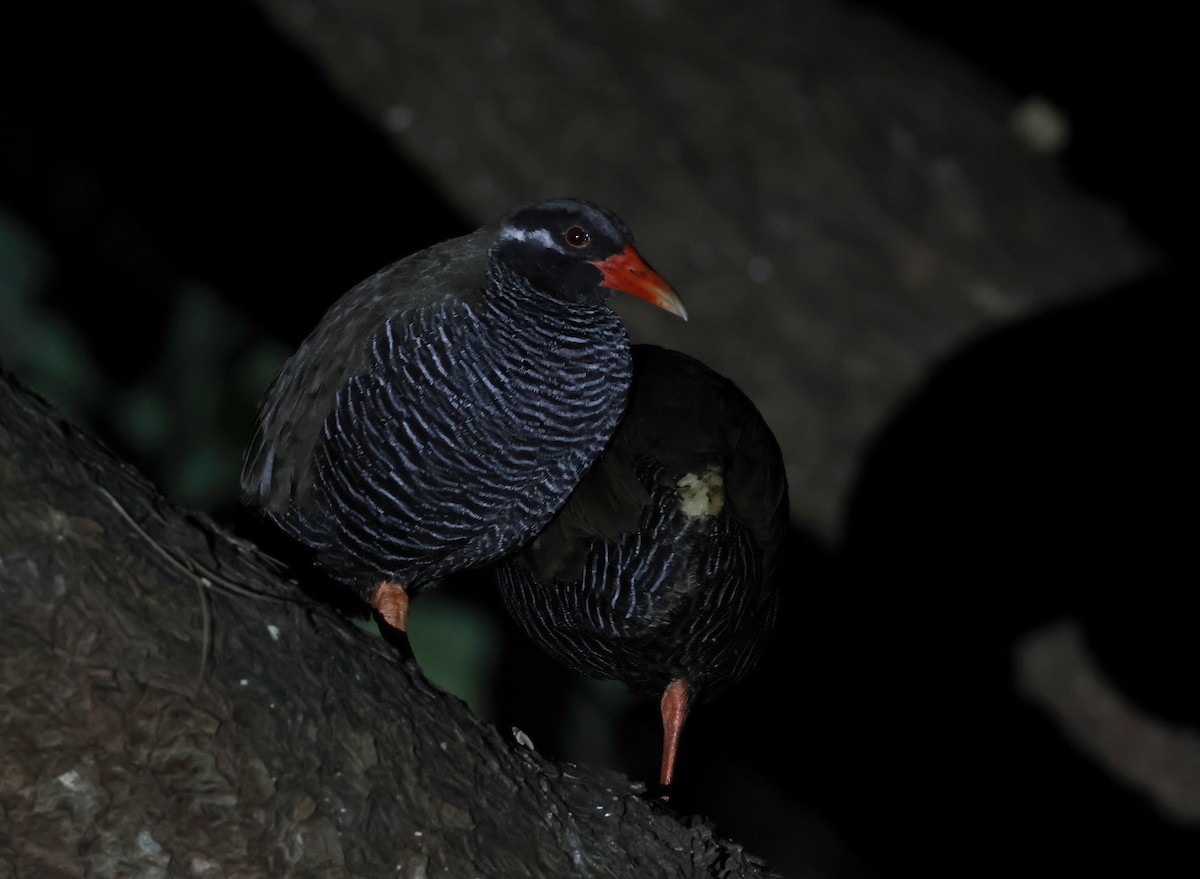 Râle d'Okinawa - ML646350546