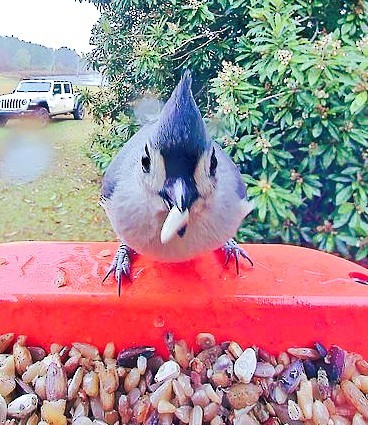 Mésange bicolore - ML646350547