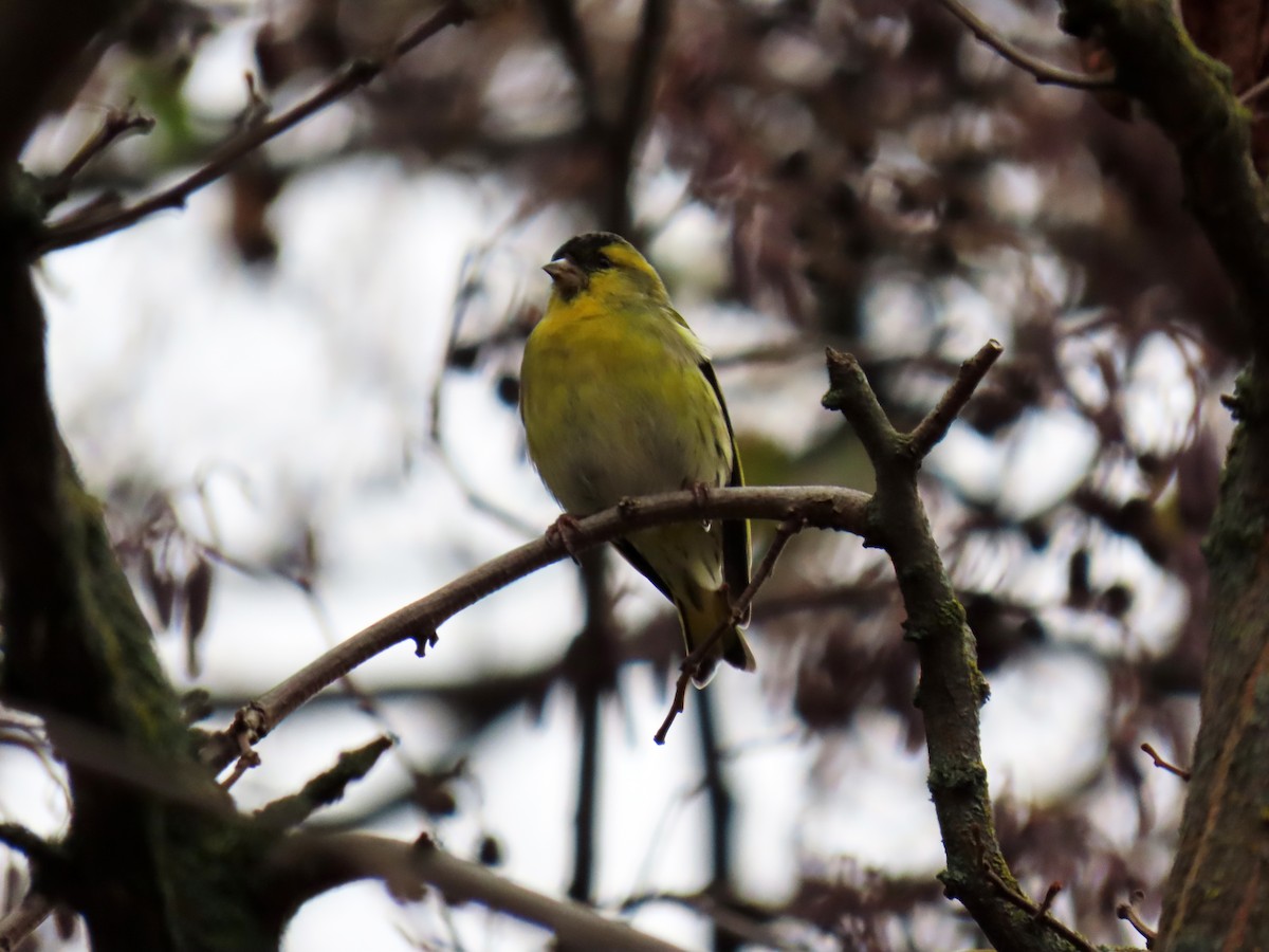 Tarin des aulnes - ML646350548