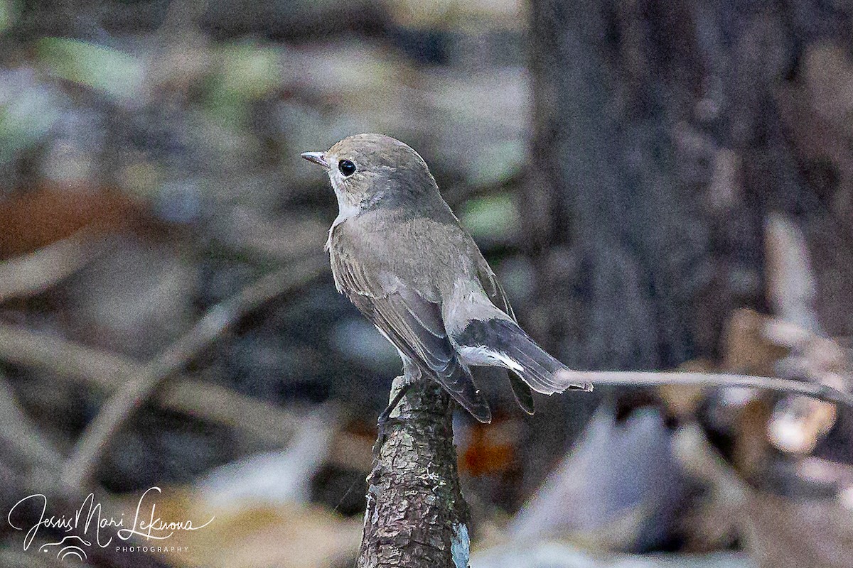 Gobemouche de la taïga - ML646350550