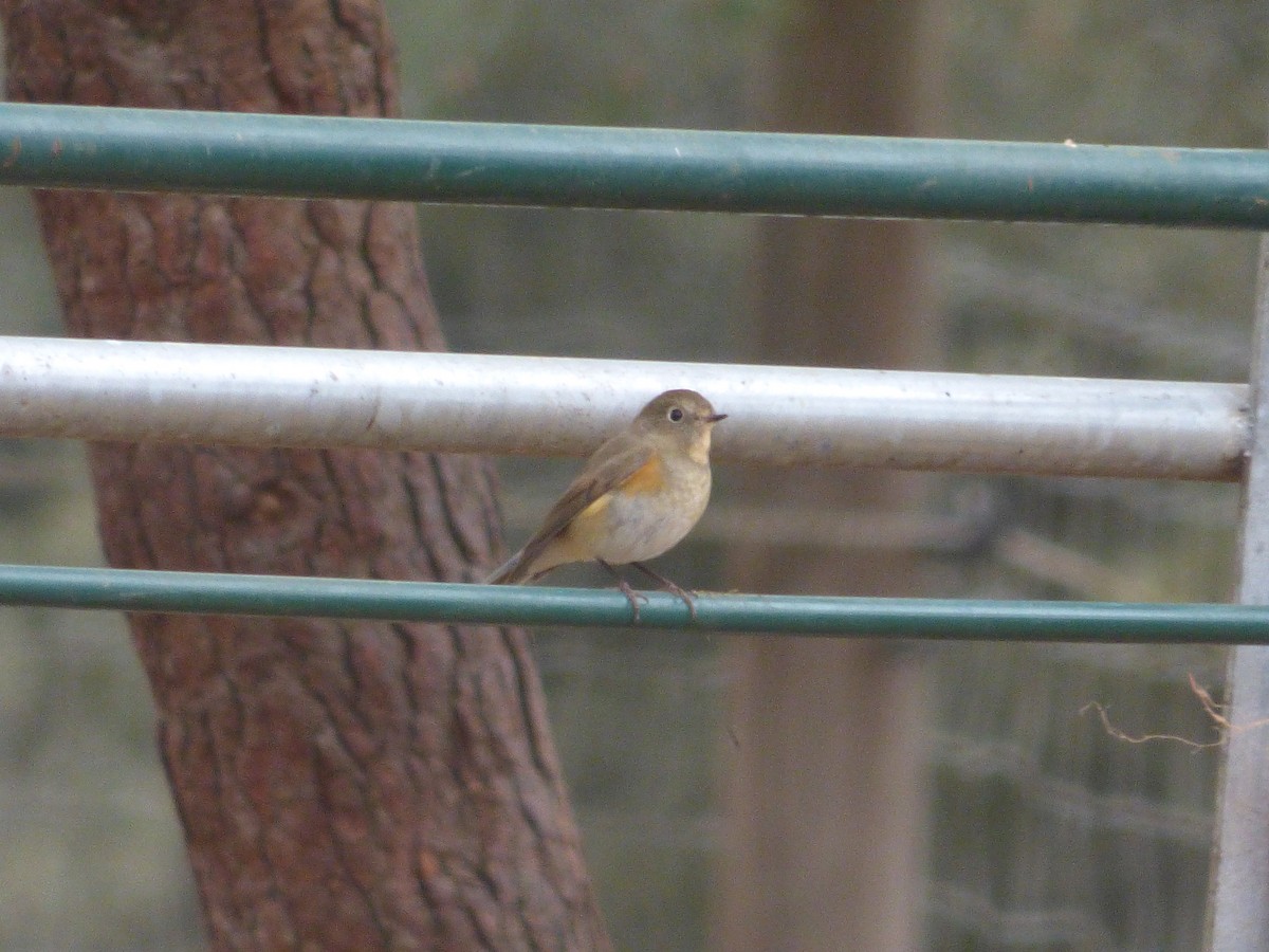 Red-flanked Bluetail - ML646350554