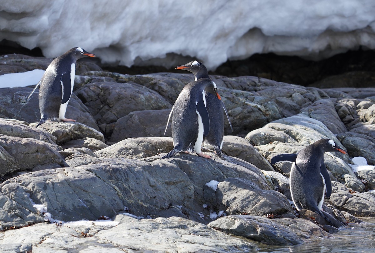 Gentoo Penguin - ML646350557