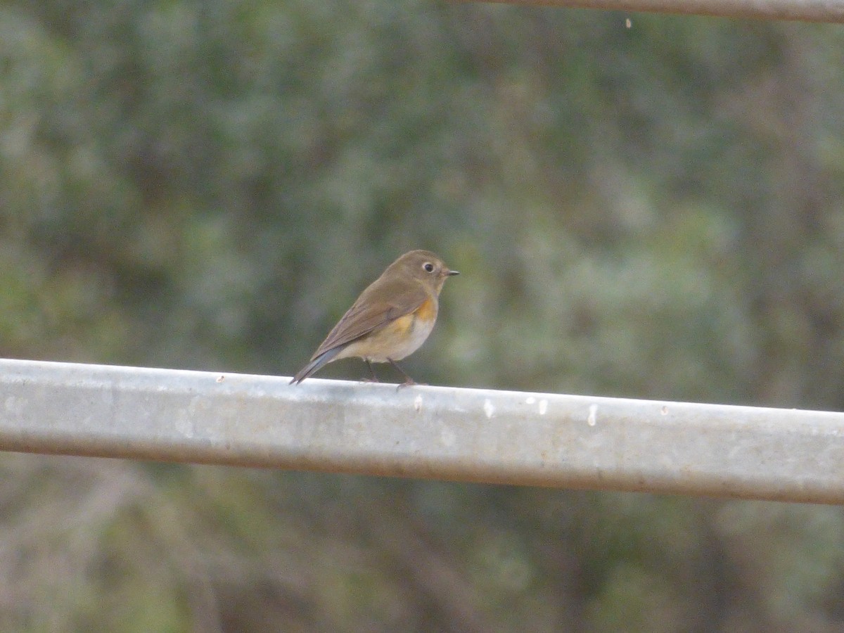 Red-flanked Bluetail - ML646350559